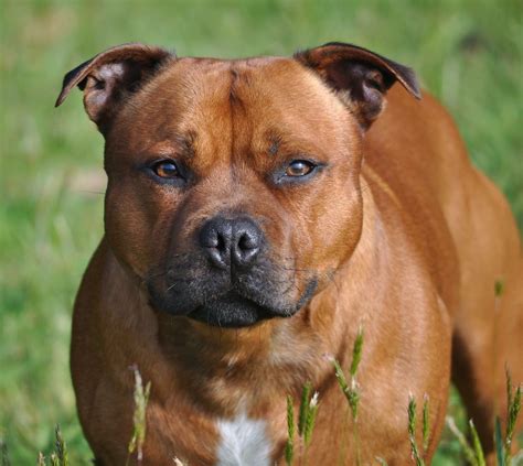 25+ Best Staffordshire Bull Terrier Breeders Pic - Bleumoonproductions