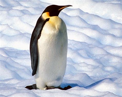 El Reino Animal: EL PINGÜINO EMPERADOR. El más alto de su especie.