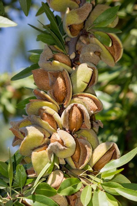 12 California almonds ideas in 2021 | california almonds, fruit trees ...