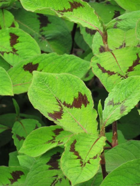 Persicaria virginiana – The Teddington Gardener