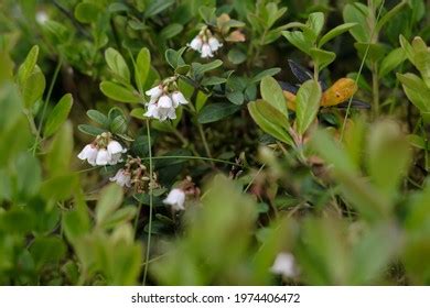 Vaccinium Images, Stock Photos & Vectors | Shutterstock