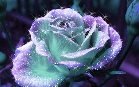 Pretty Teal & Purple Rose | Beautiful roses, Rose flower hd, Purple roses