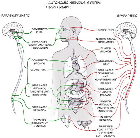 Experiment: Activate your Sympathetic Nervous System | Autonomic nervous system, Autonomic ...