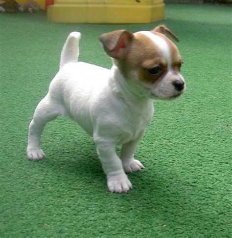 French Bulldog Chihuahua Mix Puppies For Sale - Pets Lovers