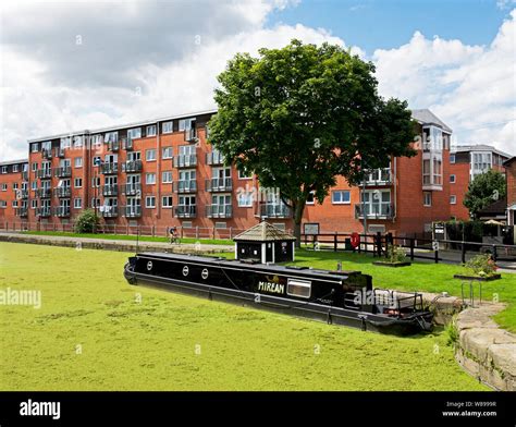 Duckweed in canal basin on Selby Canal, Selby, North Yorkshire, England ...