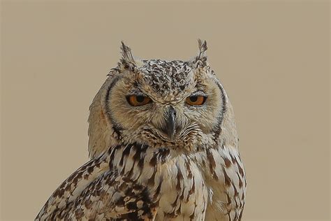 Pharaoh Eagle Owl – Jubail area | Focusing on Wildlife