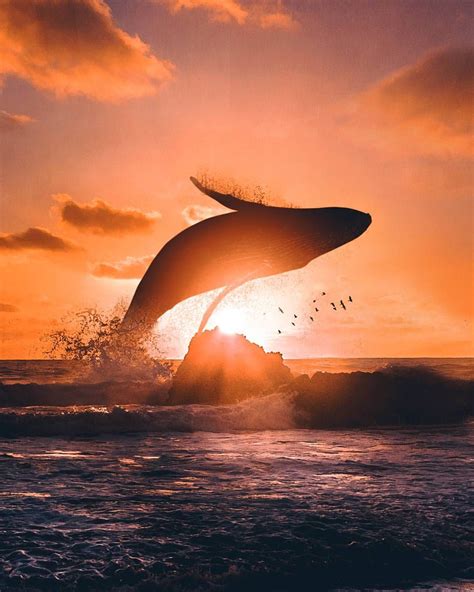 Whale breach at sunset | Ocean creatures, Whale, Ocean life