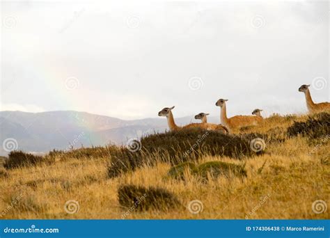 Rainbow And Guanacos Royalty-Free Stock Image | CartoonDealer.com #25340032