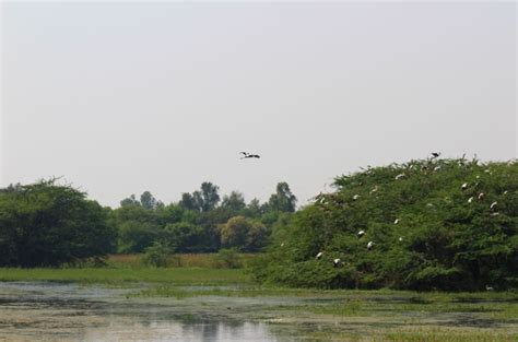 Sultanpr National Park - Beautiful Nature in Gurugram