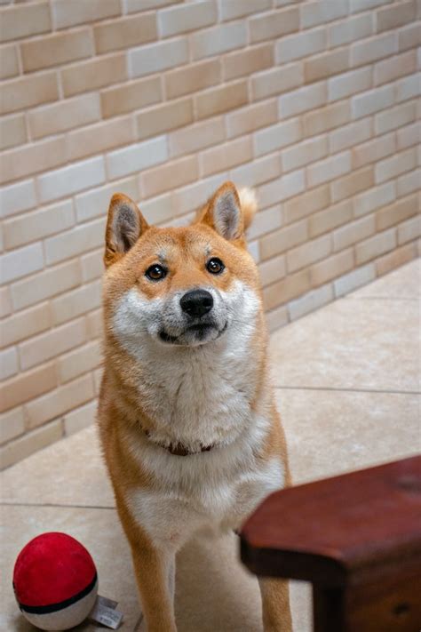 Shiba Inu - Dog Breeds