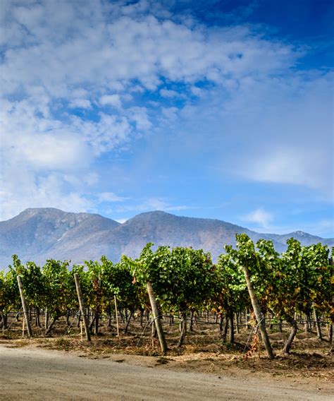 Here’s Everything You Need to Know About Chilean Wine | VinePair