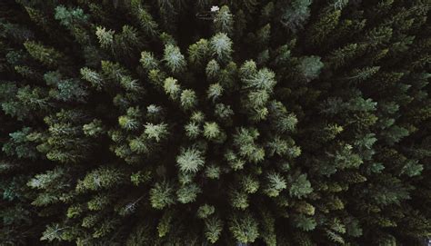 Wallpaper : landscape, branch, green, spruce, aerial view, drone, fir, conifer, Evergreen, tree ...