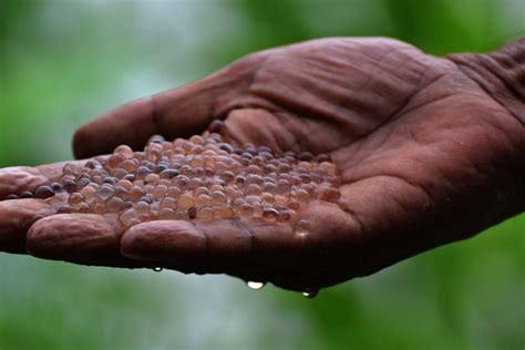 Fish eggs return to Bangladesh’s Halda River following conservation efforts