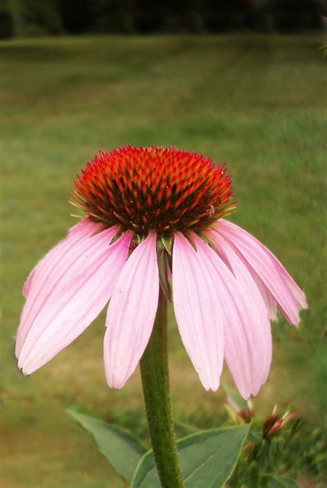 Flowers and Nature in my Garden: Purple Coneflowers