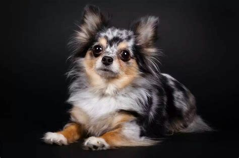 Looks exactly like my Pomchi! | Very cute dogs, Cute chihuahua, Merle ...