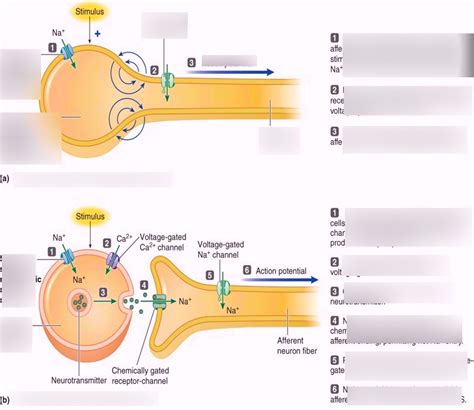 Receptor vs Generator potential Diagram | Quizlet