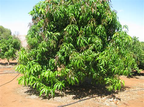 Forum: Mango Trees Flowering In June