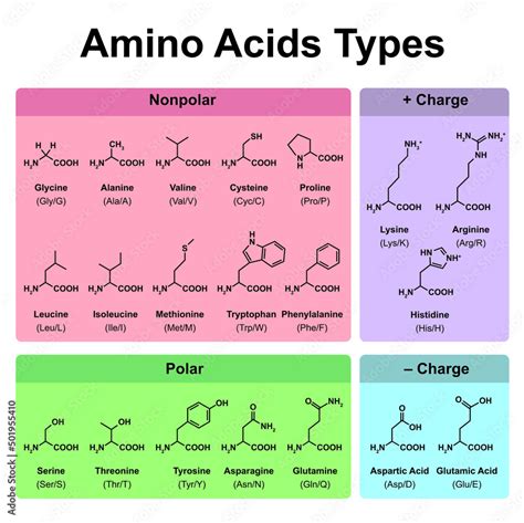 Amino Acids Types Table Showing The Chemical Structure Of Amino Acids | The Best Porn Website