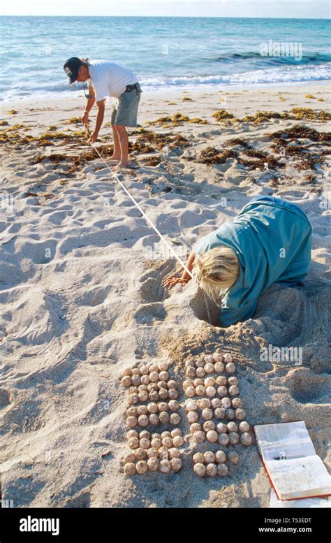 Miami Beach Florida,Atlantic Ocean conservationists collect sea turtle ...