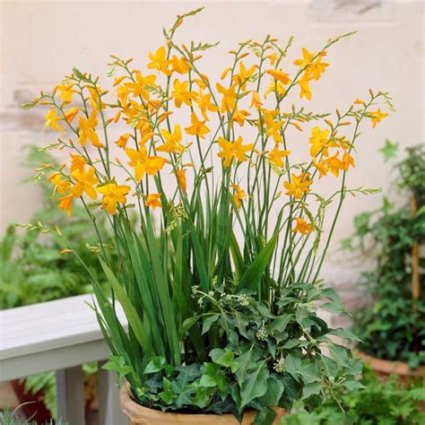 Crocosmia Planting Guide – Easy To Grow Bulbs