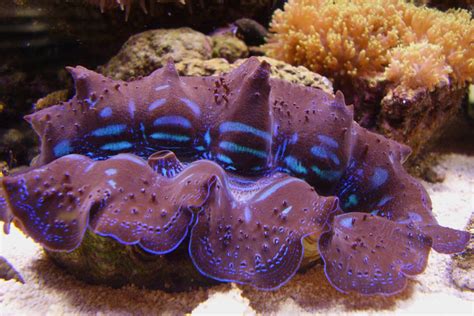 Tridacna maxima (Maxima clam)