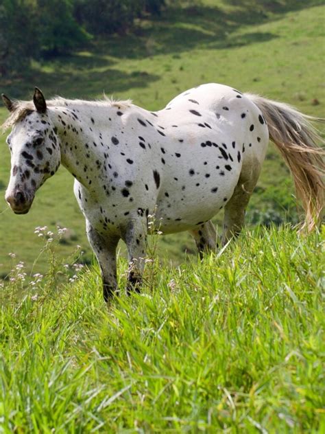 What Horses Have Spots? Breeds, Colors, and Patterns.