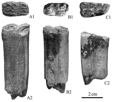 Two rare hipparion species found from pliocene deposits of inner Mongolia