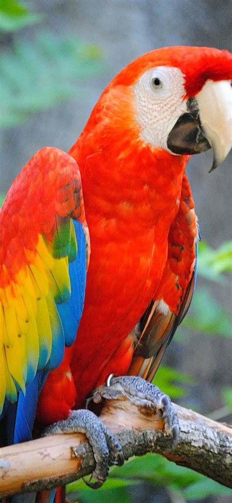 parrot iPhone Wallpapers Free Download