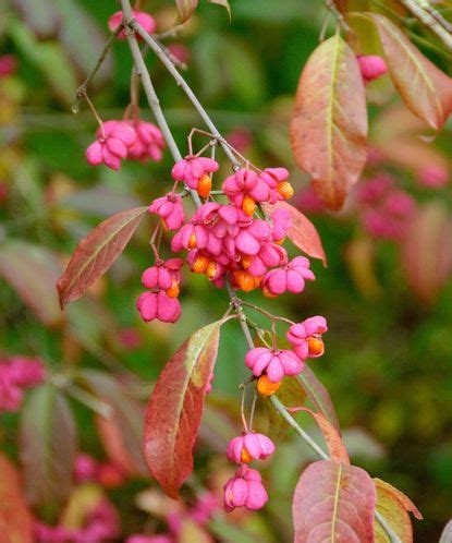 Shrubs with berries: 15 of the best varieties | Gardeningetc