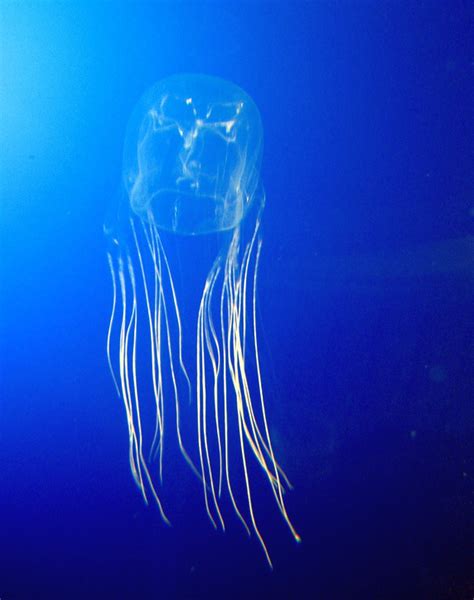 Box jellyfish - Wikipedia