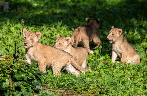 Buffalo Zoo Lion Cubs Make Public Debut - Buffalo Zoo