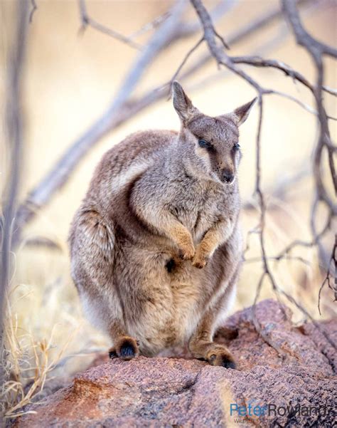 Black-footed Rock-wallaby - Peter Rowland Photographer & Writer