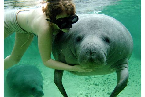 Why Florida's manatee population is rebounding - CSMonitor.com