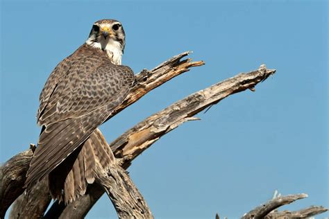 Desert Birds