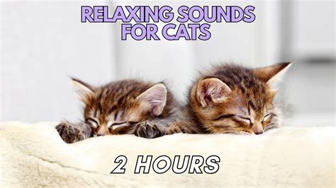 Relaxing sounds for cats. Calming music for cats. Cat music. Relax my ...