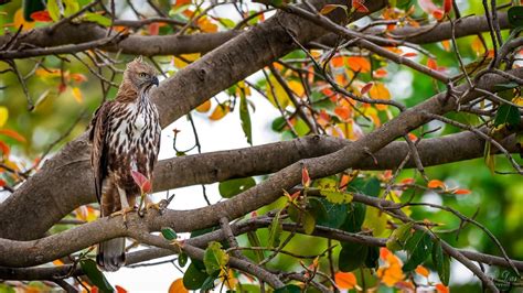 How to Conduct Bird Surveys in Forests - Bird Count India