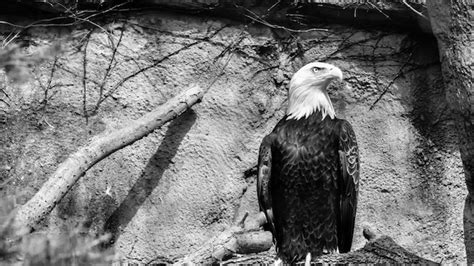 Premium Photo | Bald eagle of the wild