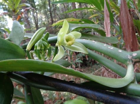 The Art of Vanilla Pollination - In the Know Traveler