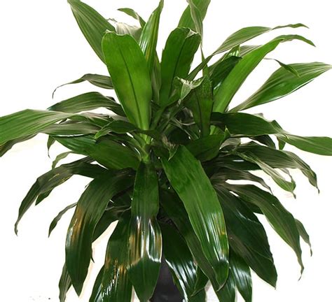 Dracaena Janet Craig | Calloway's Nursery