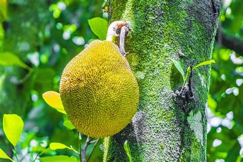 Jackfruit growing on jack tree in Rio de Janeiro Brazil. 5490090 Stock Photo at Vecteezy