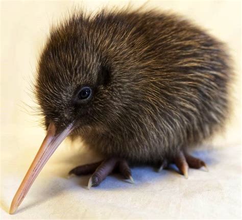 Baby Kiwi Bird 🇳🇿 : r/aww