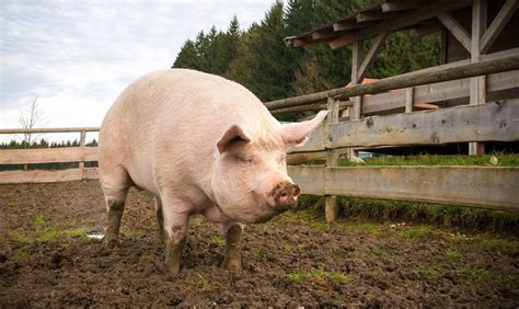 US researchers are developing pig-human hybrids for organ research ...