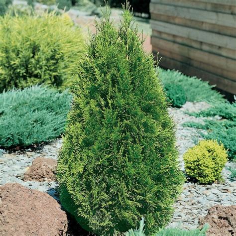 Thuja Occidentalis 'Smaragd'