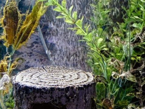 What Are Aquarium Air Stones? Do I Actually Need One? | Fishkeeping Advice