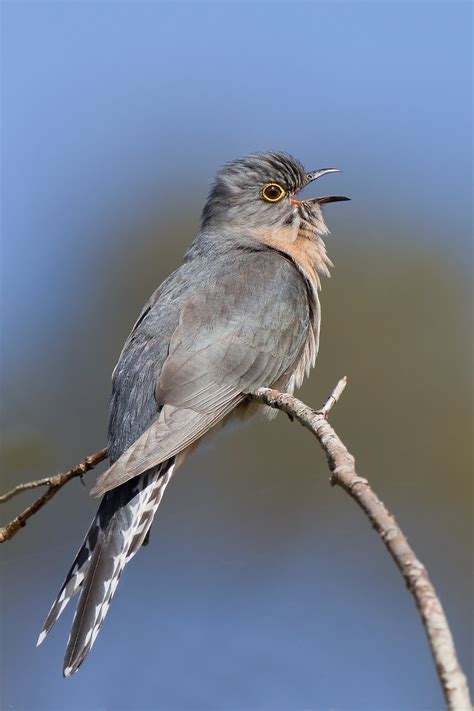 cuckoo bird - Vivian Lawry