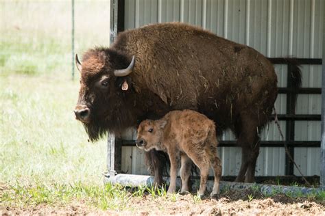 It’s a boy: Bison delivers healthy bull calf | SOURCE | Colorado State ...