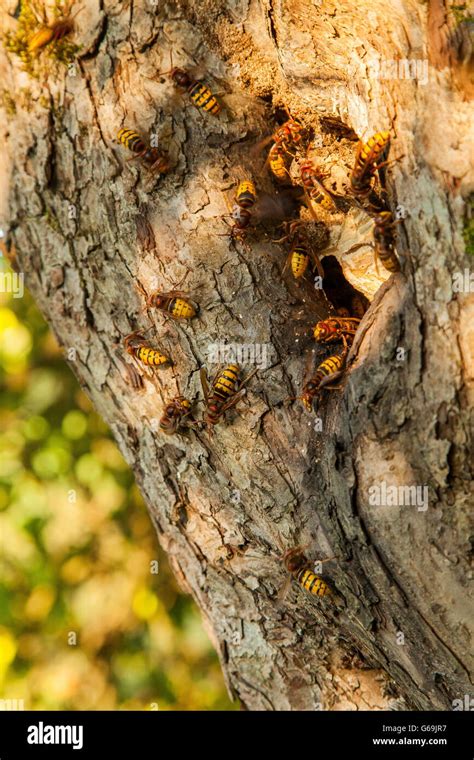 European hornet, nest, Germany / (Vespa crabro Stock Photo - Alamy