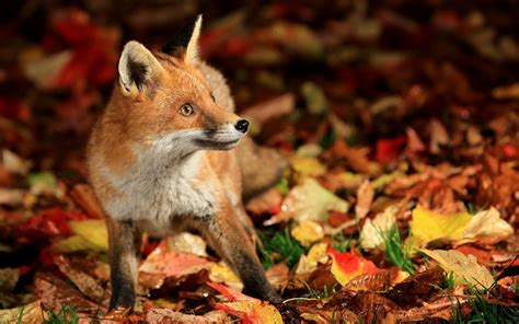 fox, Animals, Fall, Nature, Leaves Wallpapers HD / Desktop and Mobile ...