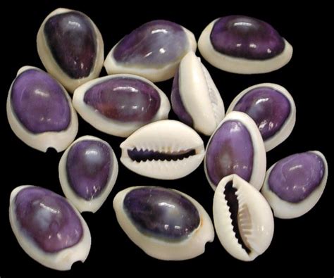 Cowry shell different sizes, patterns and color from around the world