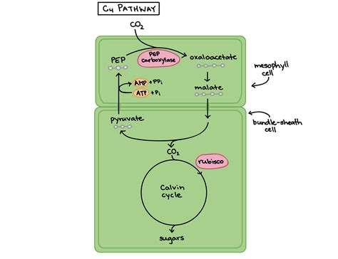 Comparison of Photosynthesis and Photorespiration in C3/C4/CAM Plants ...